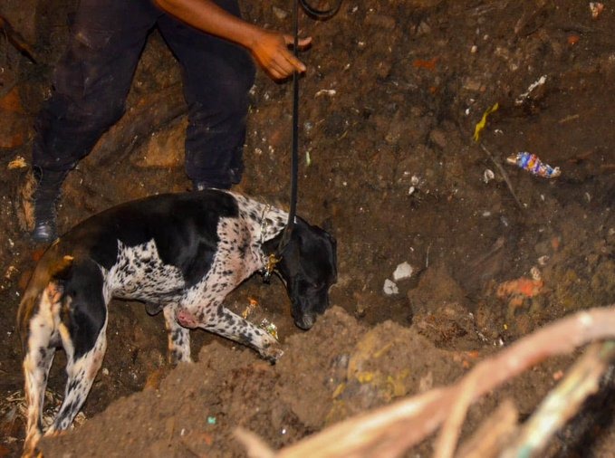 unidad-de-agentes-caninos-de-la-pnc-apoyan-en-labores-de-busqueda-de-flor-garcia